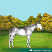 Horse Color:Gray Silver Brown Splash Rabicano 
