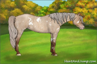 Horse Color:Gray White Spotted Silver Sable Champagne Roan Dun 