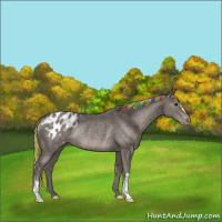 Horse Color:Painted Silver Black Appaloosa Rabicano