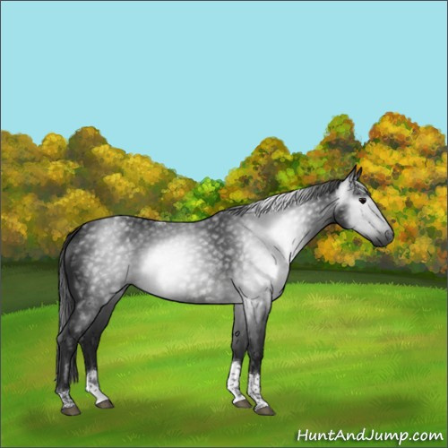 Horse Color:Gray Black Tobiano Rabicano 