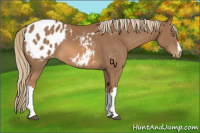 Horse Color:Chestnut Appaloosa 