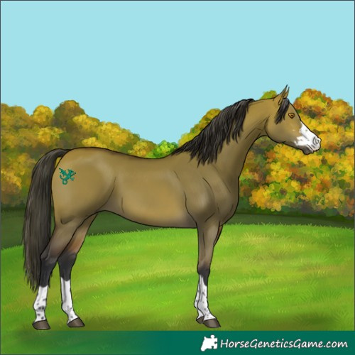Horse Color:Bay Dun 