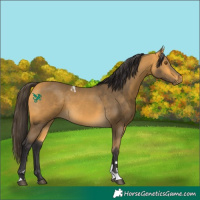 Horse Color:Buckskin Tobiano