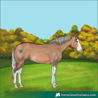 Horse Color:Silver Bay Dun Splash 