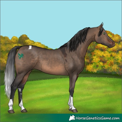 Horse Color:Brown Dun Tobiano 