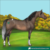 Horse Color:Brown Dun Tobiano 