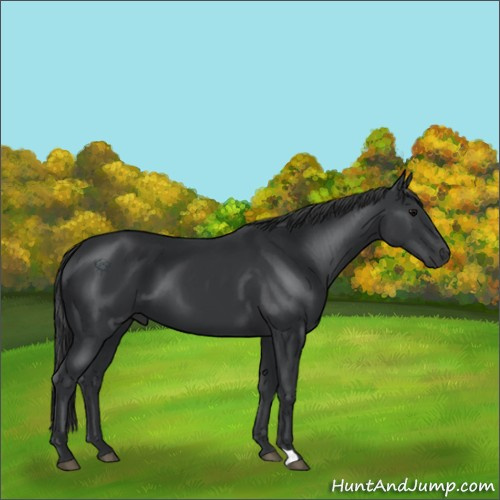Horse Color:Black 