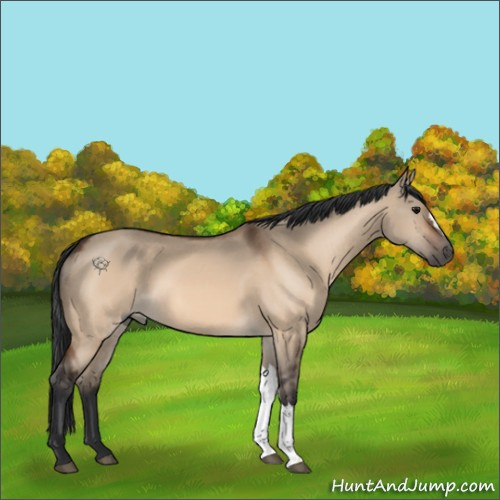 Horse Color:Bay Dun 