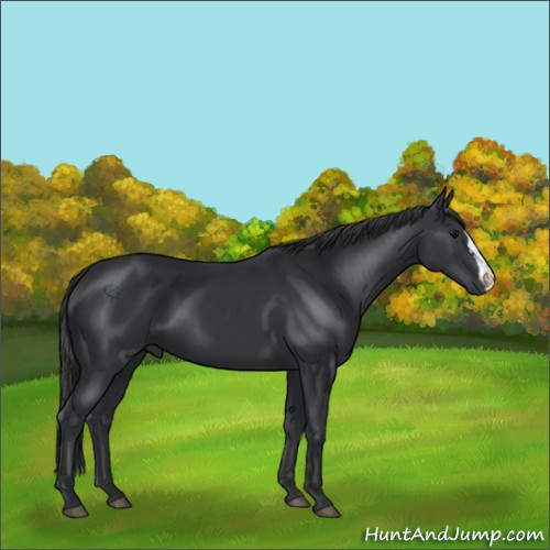 Horse Color:Black 