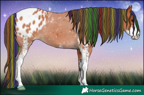 Horse Color:Painted Bay Sabino Blanket 