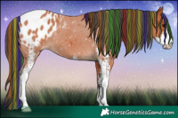 Horse Color:Painted Bay Sabino Appaloosa 