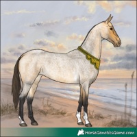Horse Color:Buckskin Roan Tobiano 
