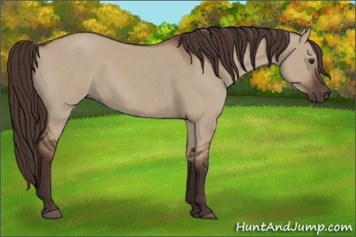 Horse Color:Liver Red Dun 