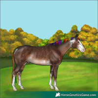 Horse Color:Painted Liver Chestnut Sabino Rabicano 