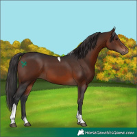 Horse Color:Brown Tobiano Rabicano 