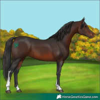 Horse Color:Brown Tobiano 