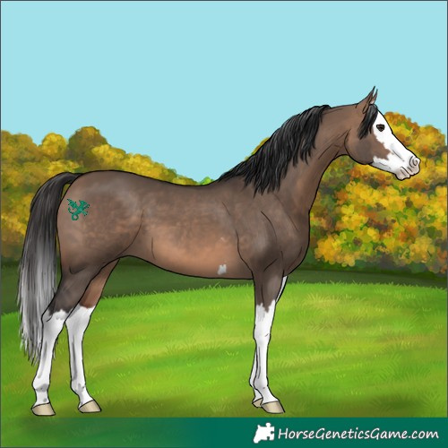 Horse Color:Brown Dun Splash