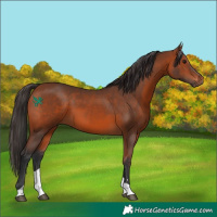 Horse Color:Bay Tobiano 