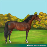 Horse Color:Brown Rabicano 
