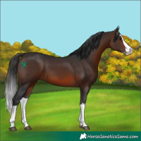 Horse Color:Brown Splash