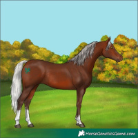 Horse Color:Silver Bay Sabino Rabicano 