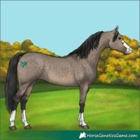 Horse Color:Brown Dun Rabicano 