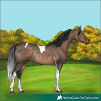 Horse Color:Bay Dun Tobiano Rabicano 