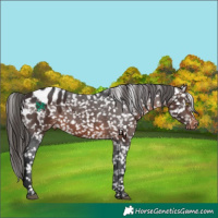 Horse Color:Brown Appaloosa Rabicano