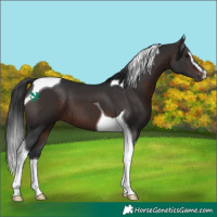 Horse Color:Brown Sabino Tobiano 