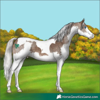 Horse Color:Silver Brown Dun Splash Tobiano