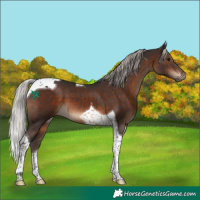 Horse Color:Silver Brown Tobiano 