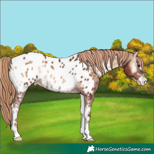 Horse Color:Red Onyx Sabino Appaloosa 