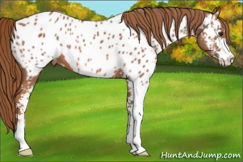 Horse Color:Chestnut Sabino Appaloosa 