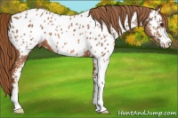 Horse Color:Chestnut Sabino Appaloosa 