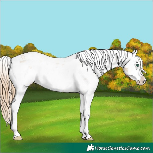 Horse Color:White Spotted Smoky Black Pearl Sabino Appaloosa 