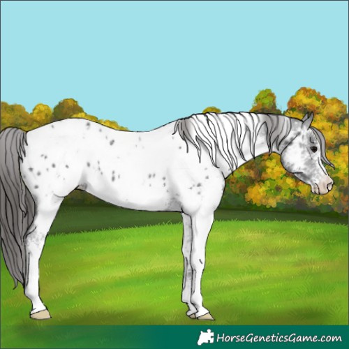 Horse Color:White Spotted Black Appaloosa 