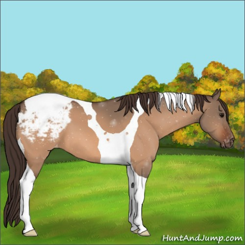 Horse Color:Bay Dun Tobiano Appaloosa 