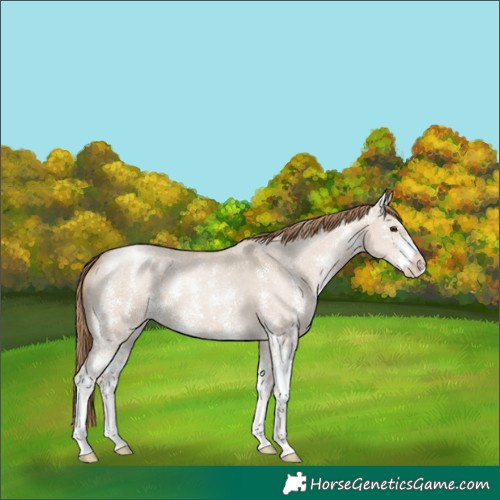 Horse Color:Grullo Pearl Sabino