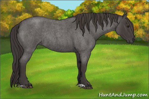 Horse Color:Smoky Blue Roan Rabicano 