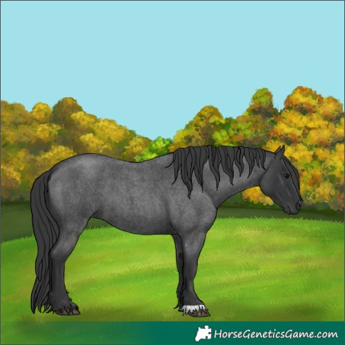 Horse Color:Blue Roan 