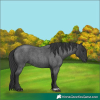 Horse Color:Blue Roan 