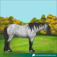 Horse Color:Blue Roan 