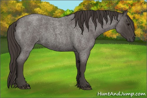 Horse Color:Smoky Blue Roan 