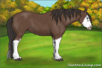 Horse Color:Bay Splash Frame 