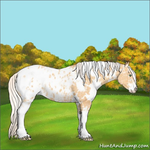 Horse Color:White Spotted Silver Sable Cream Champagne Ice Sabino Appaloosa 