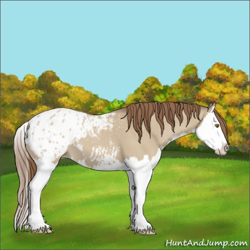 Horse Color:Classic Champagne Dun Sabino Splash Appaloosa 