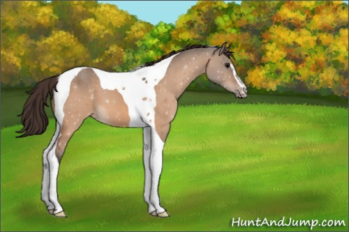 Horse Color:Bay Dun Sabino Tobiano Appaloosa 