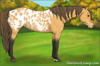 Horse Color:Buckskin Appaloosa 