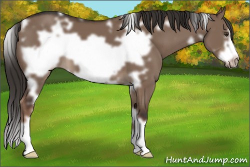 Horse Color:White Spotted Liver Red Dun Frame 