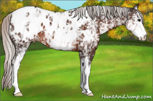 Horse Color:White Spotted Silver Brown Appaloosa 